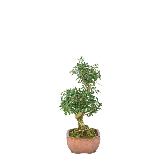 Olea europaea sylvestris pot ovale rouge 15 cm, hauteur ~32 cm