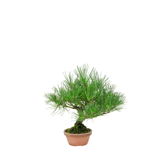 Pinus Thunbergii (Pin noir du Japon) pot terre cuite, hauteur ~30cm