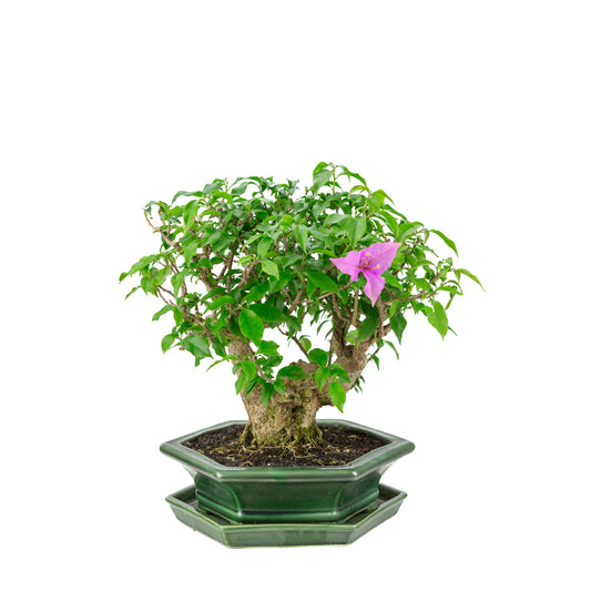 Bougainvillier glabra, pot hexagonal vert, hauteur ~38cm