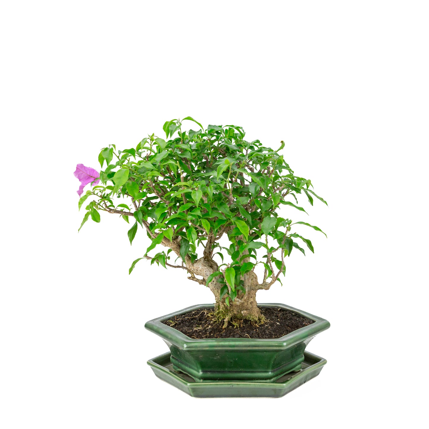 Bougainvillea glabra groene zeshoekige pot, hoogte ~38cm