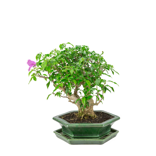 Bougainvillier glabra, pot hexagonal vert, hauteur ~38cm
