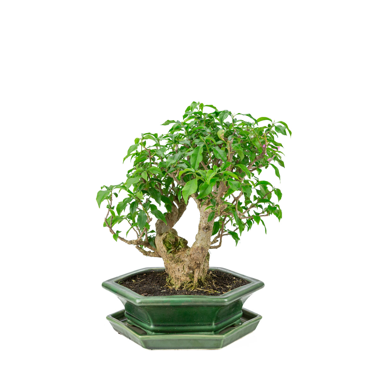 Bougainvillea glabra groene zeshoekige pot, hoogte ~38cm