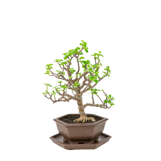 Bonsaï de Portulacaria afra (Spekboom) dans un pot hexagonal marron, hauteur ~37cm