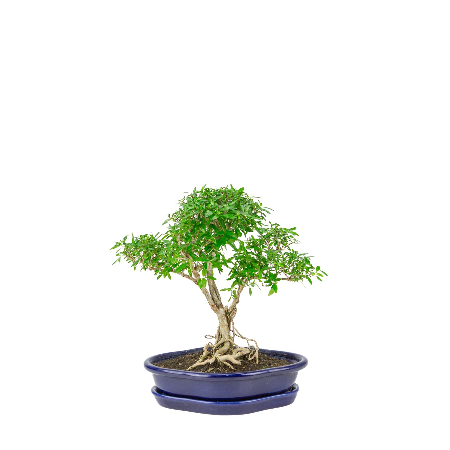 Serissa foetida (Boom van Duizend Sterren) Bonsai in blauwe lotus pot, hoogte ~29cm