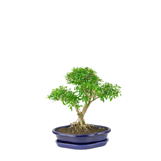 Bonsaï Serissa foetida (Arbre aux mille étoiles) en pot lotus bleu, hauteur ~29cm