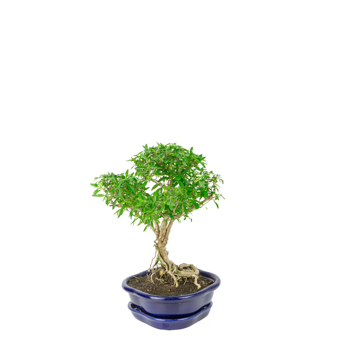 Serissa foetida (Boom van Duizend Sterren) Bonsai in blauwe lotus pot, hoogte ~29cm