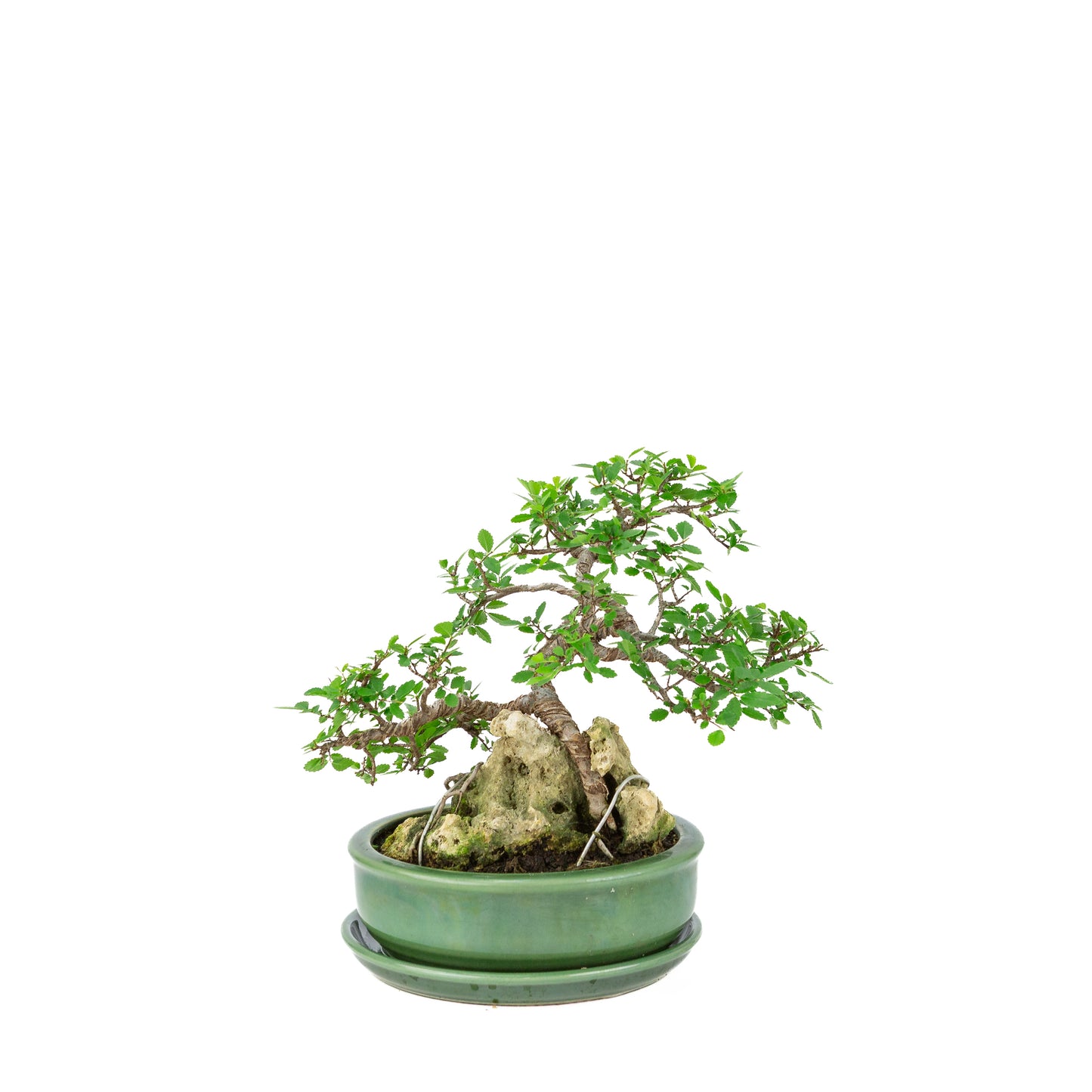 Zelkova serrata Bonsai met steen in groene ronde pot, hoogte ~28cm