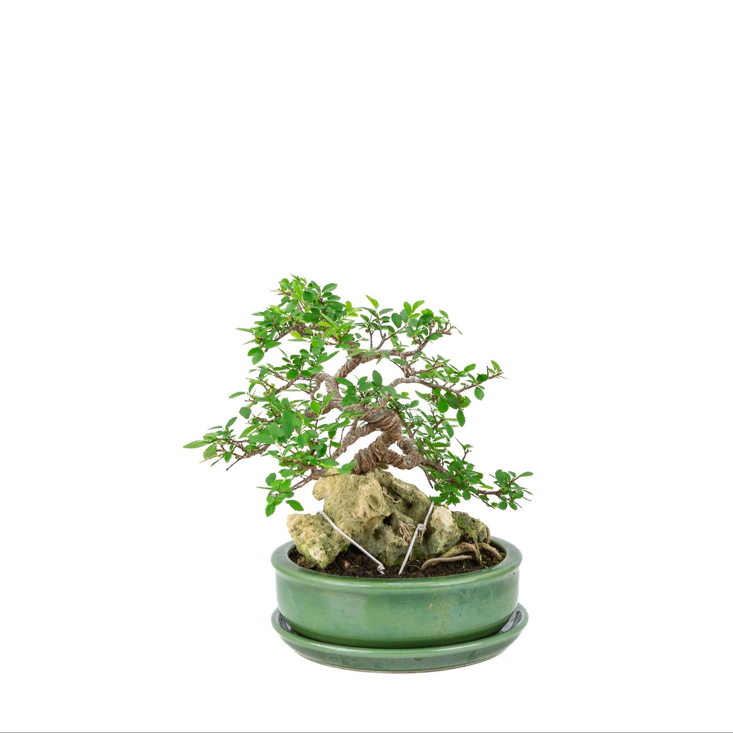 Zelkova serrata Bonsai met steen in groene ronde pot, hoogte ~28cm
