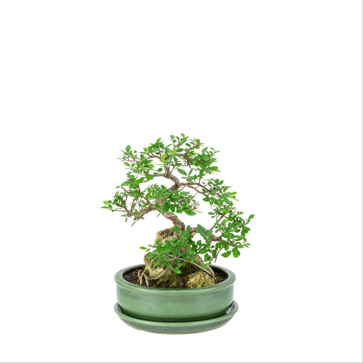Zelkova serrata Bonsai met steen in groene ronde pot, hoogte ~28cm