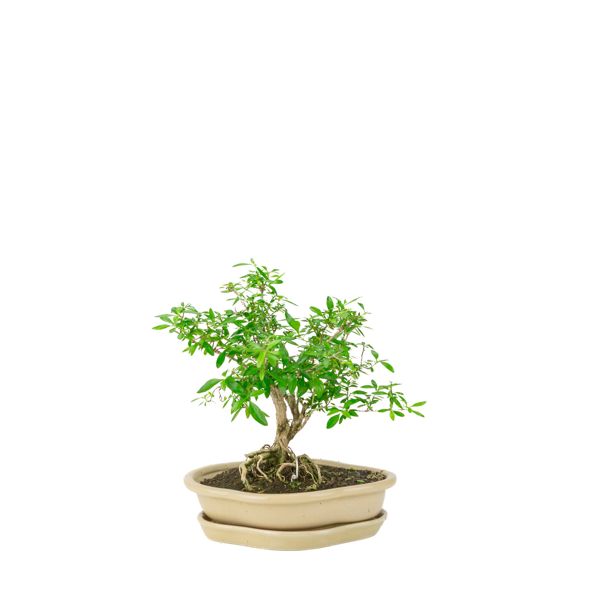 Serissa foetida (Boom van Duizend Sterren) Bonsai in crème lotus pot, hoogte ~25cm
