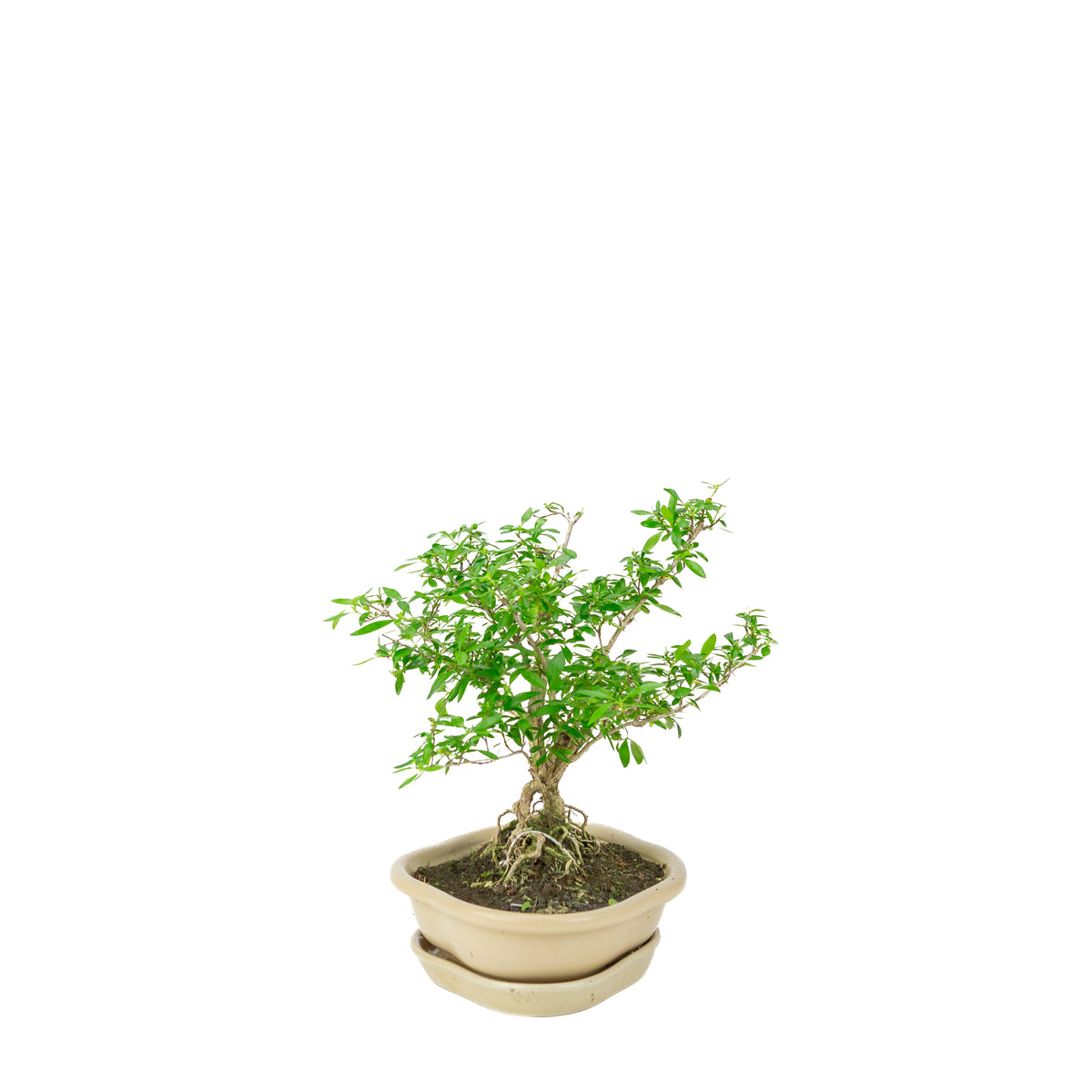 Serissa foetida (Boom van Duizend Sterren) Bonsai in crème lotus pot, hoogte ~25cm