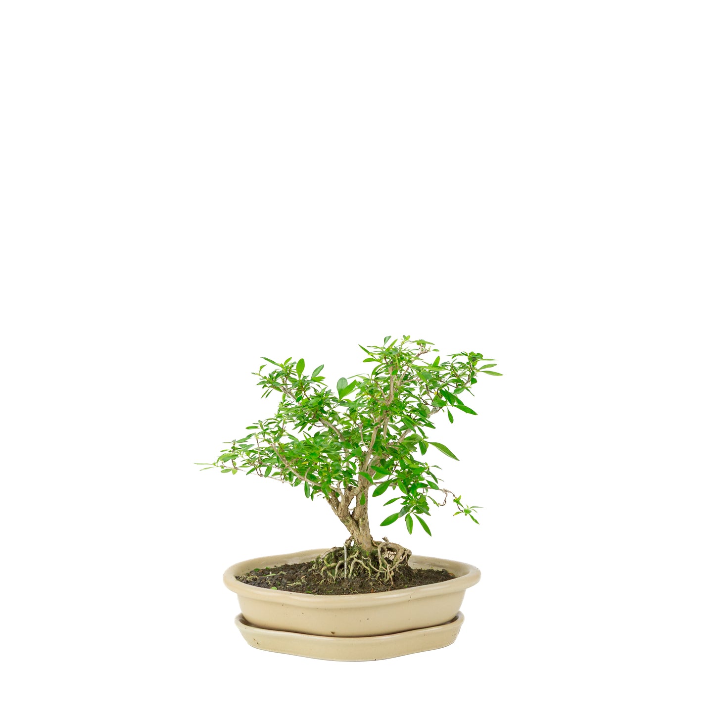 Serissa foetida (Boom van Duizend Sterren) Bonsai in crème lotus pot, hoogte ~25cm