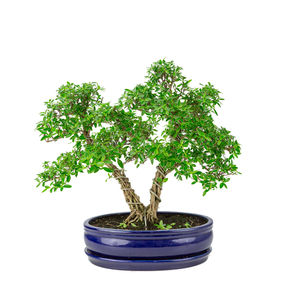 Serissa foetida (Boom van Duizend Sterren) Bonsai in blauwe ovale pot, hoogte ~41cm