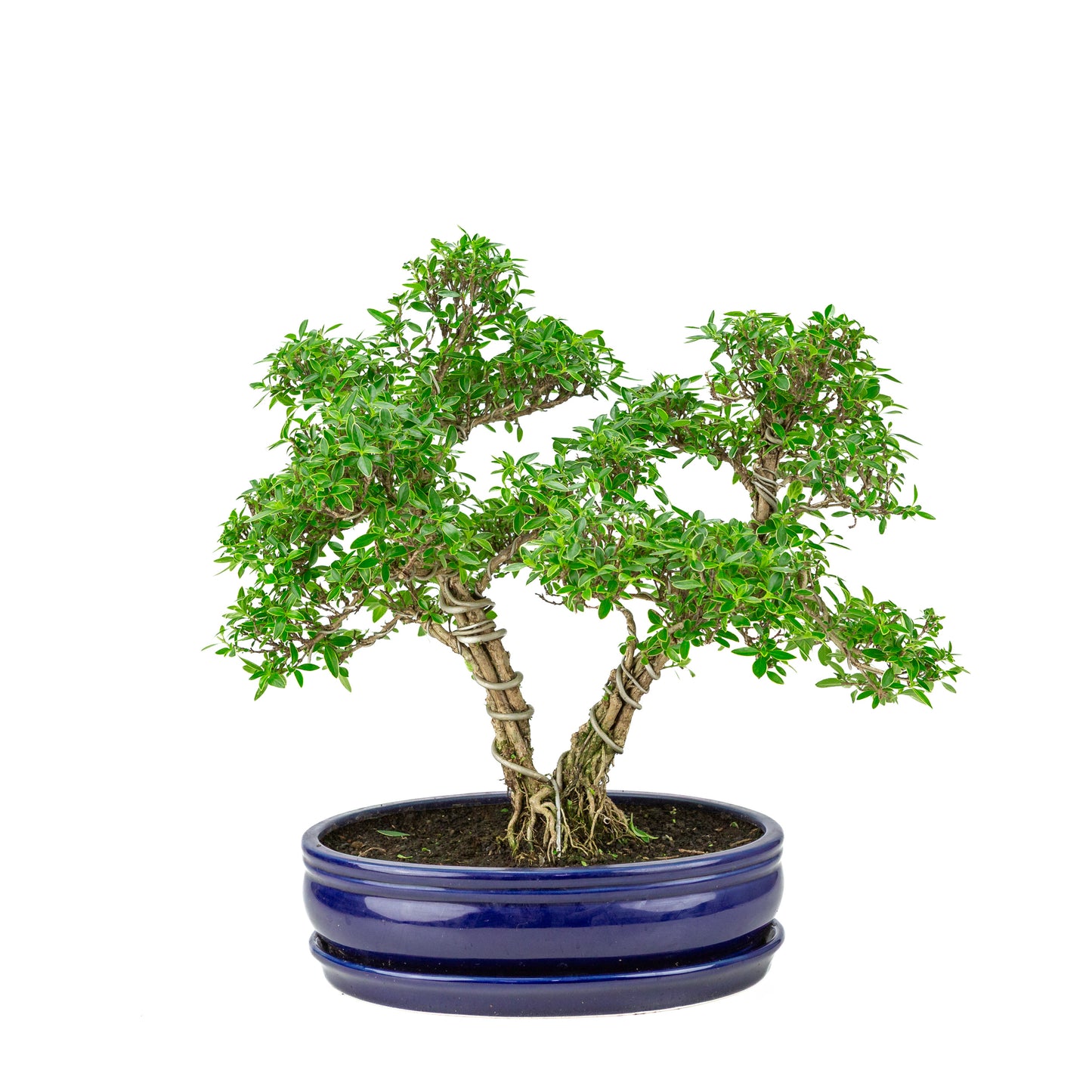 Serissa foetida (Boom van Duizend Sterren) Bonsai in blauwe ovale pot, hoogte ~41cm