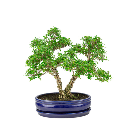 Serissa foetida (Arbre aux Mille Étoiles) Bonsaï dans un pot ovale bleu, hauteur ~41cm
