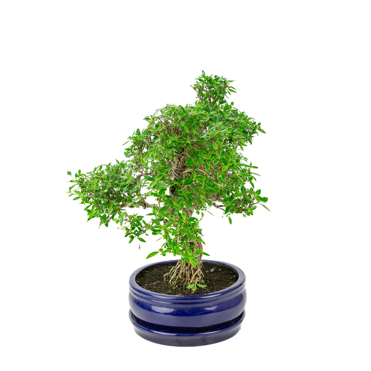 Serissa foetida (Boom van Duizend Sterren) Bonsai in blauwe ovale pot, hoogte ~41cm