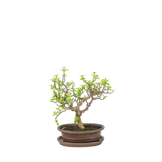 Bonsaï Portulacaria afra (Spekboom) dans un pot ovale marron, hauteur ~25cm