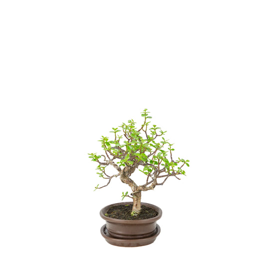 Bonsaï Portulacaria afra (Spekboom) dans un pot ovale marron, hauteur ~25cm