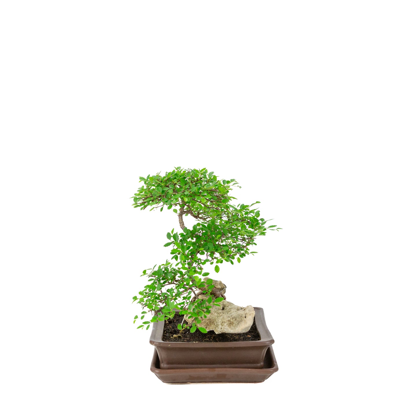Zelkova serrata Bonsai met steen in bruine rechthoekige pot, hoogte ~26cm