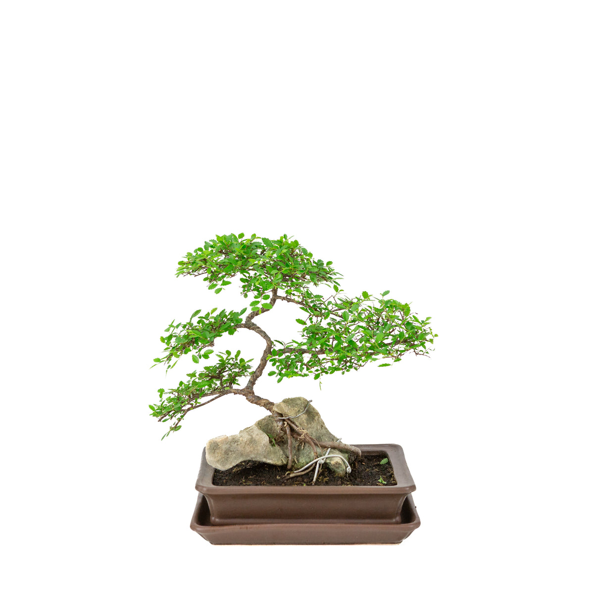 Zelkova serrata Bonsai met steen in bruine rechthoekige pot, hoogte ~26cm
