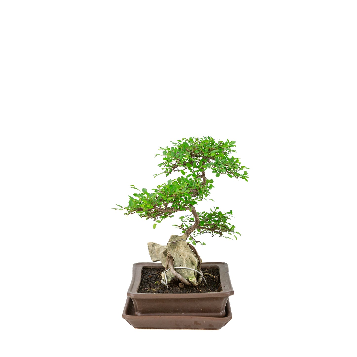 Zelkova serrata Bonsai met steen in bruine rechthoekige pot, hoogte ~26cm