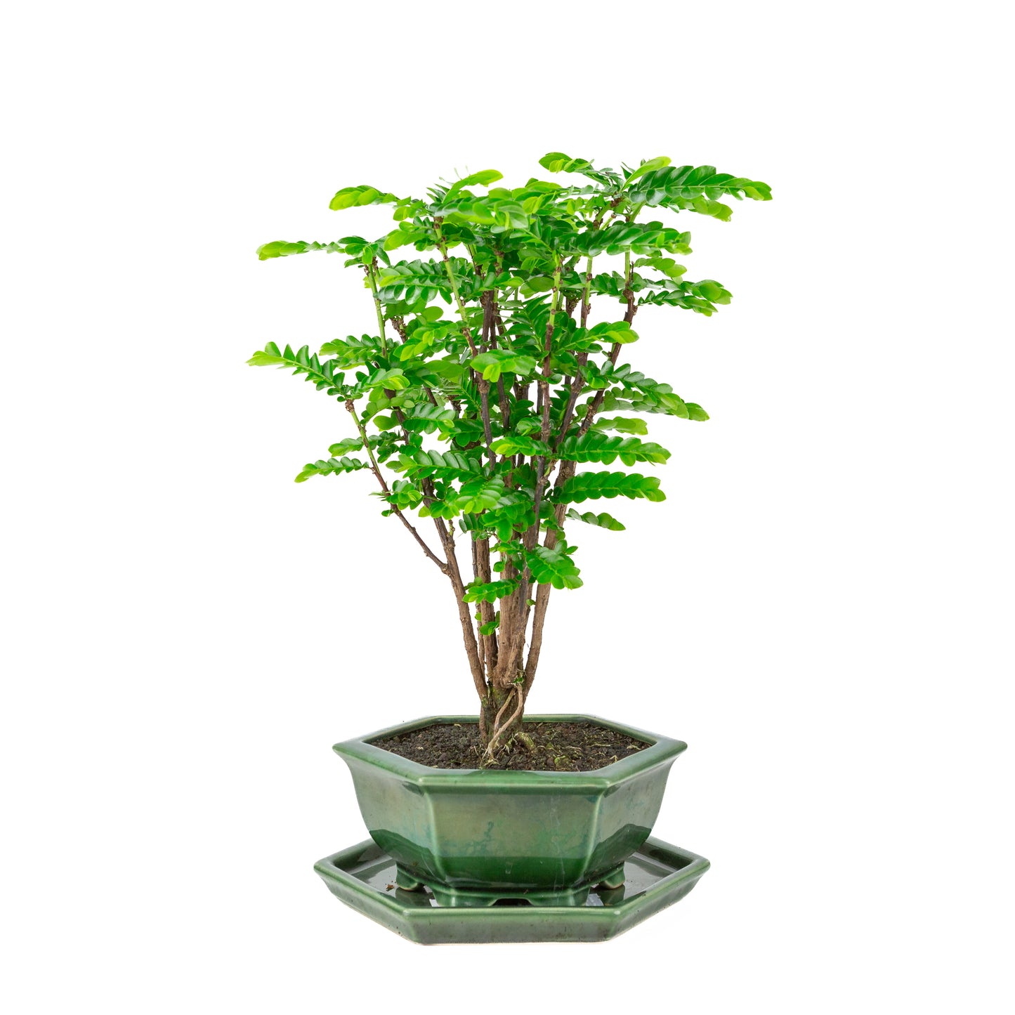 Phyllanthus buxifolius Bonsai in groene zeshoekige pot, hoogte ~45cm