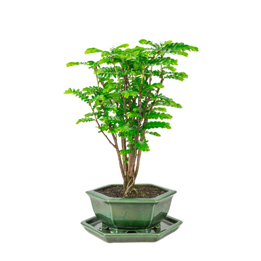 Phyllanthus buxifolius Bonsaï en pot hexagonal vert, hauteur ~45cm