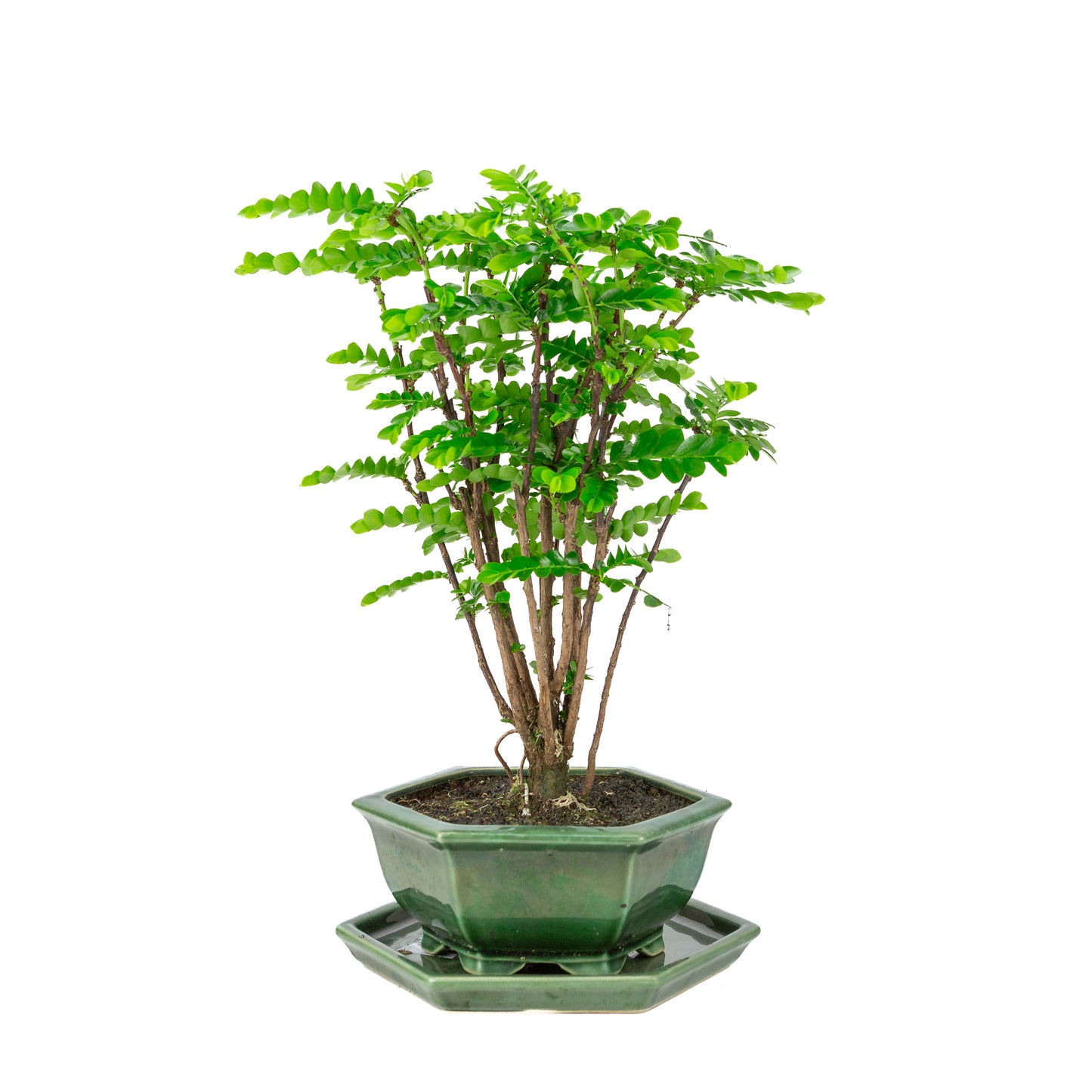 Phyllanthus buxifolius Bonsai in groene zeshoekige pot, hoogte ~45cm