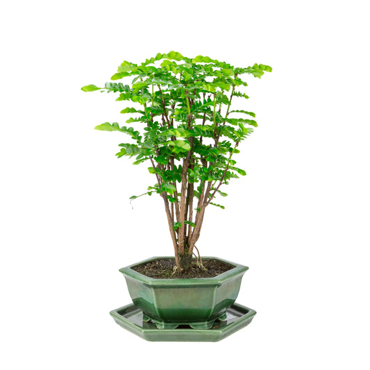 Phyllanthus buxifolius Bonsaï en pot hexagonal vert, hauteur ~45cm