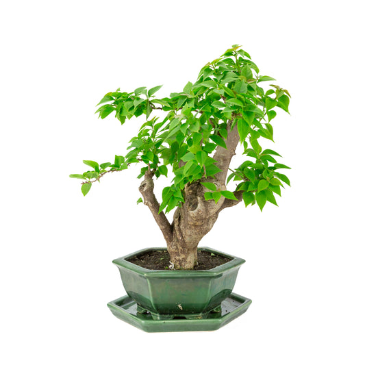 Bougainvillier glabra pot hexagonal vert, hauteur ~44cm