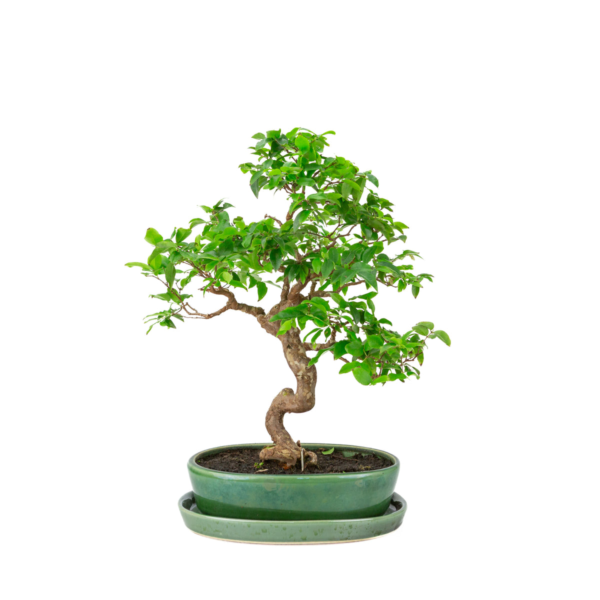 Syzigium Bonsai in groene ovale pot, hoogte ~39cm