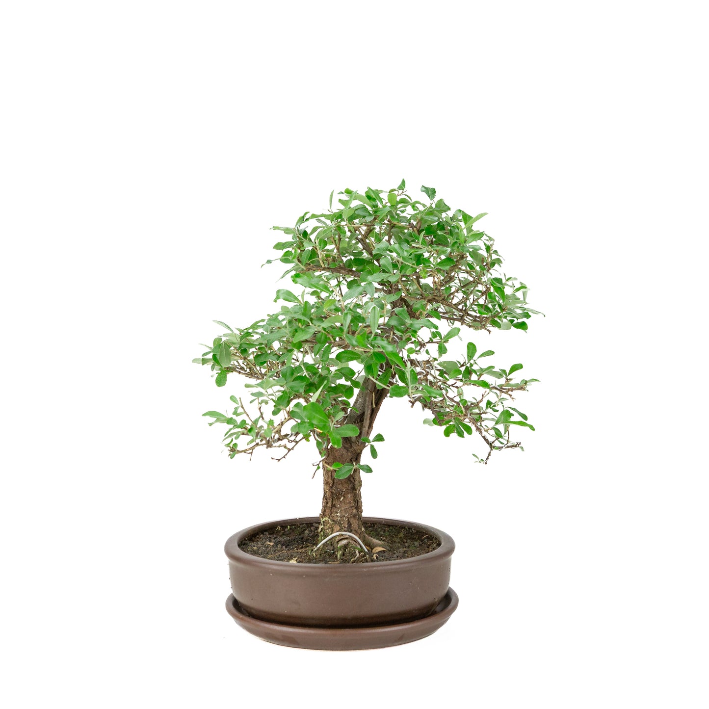 Elaeagnus pungens (Stekelige olijfwilg) bruine ronde pot, hoogte ~ 37cm