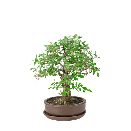 Elaeagnus pungens, pot rond brun, hauteur ~ 37cm
