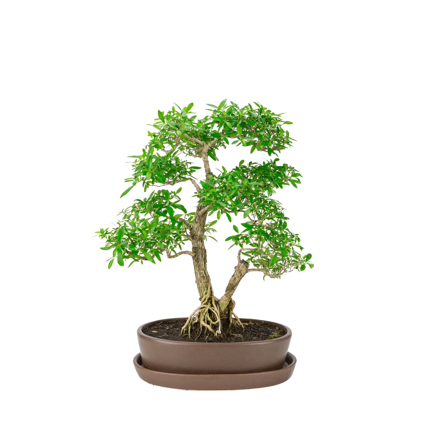 Serissa foetida (Boom van Duizend Sterren) Bonsai in bruine ovale pot, hoogte ~37cm