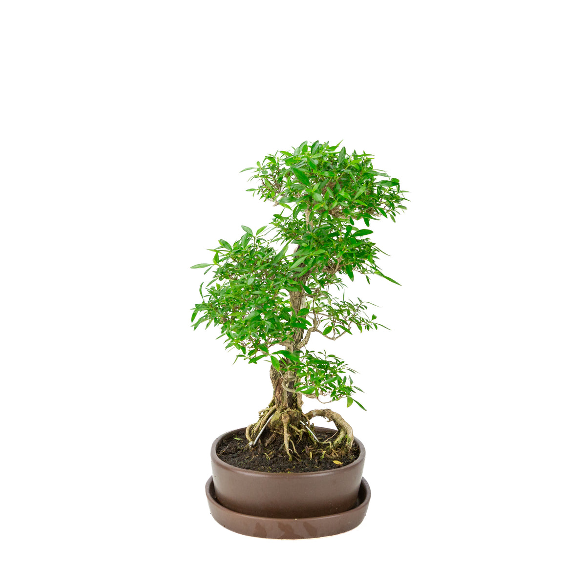 Serissa foetida (Boom van Duizend Sterren) Bonsai in bruine ovale pot, hoogte ~37cm