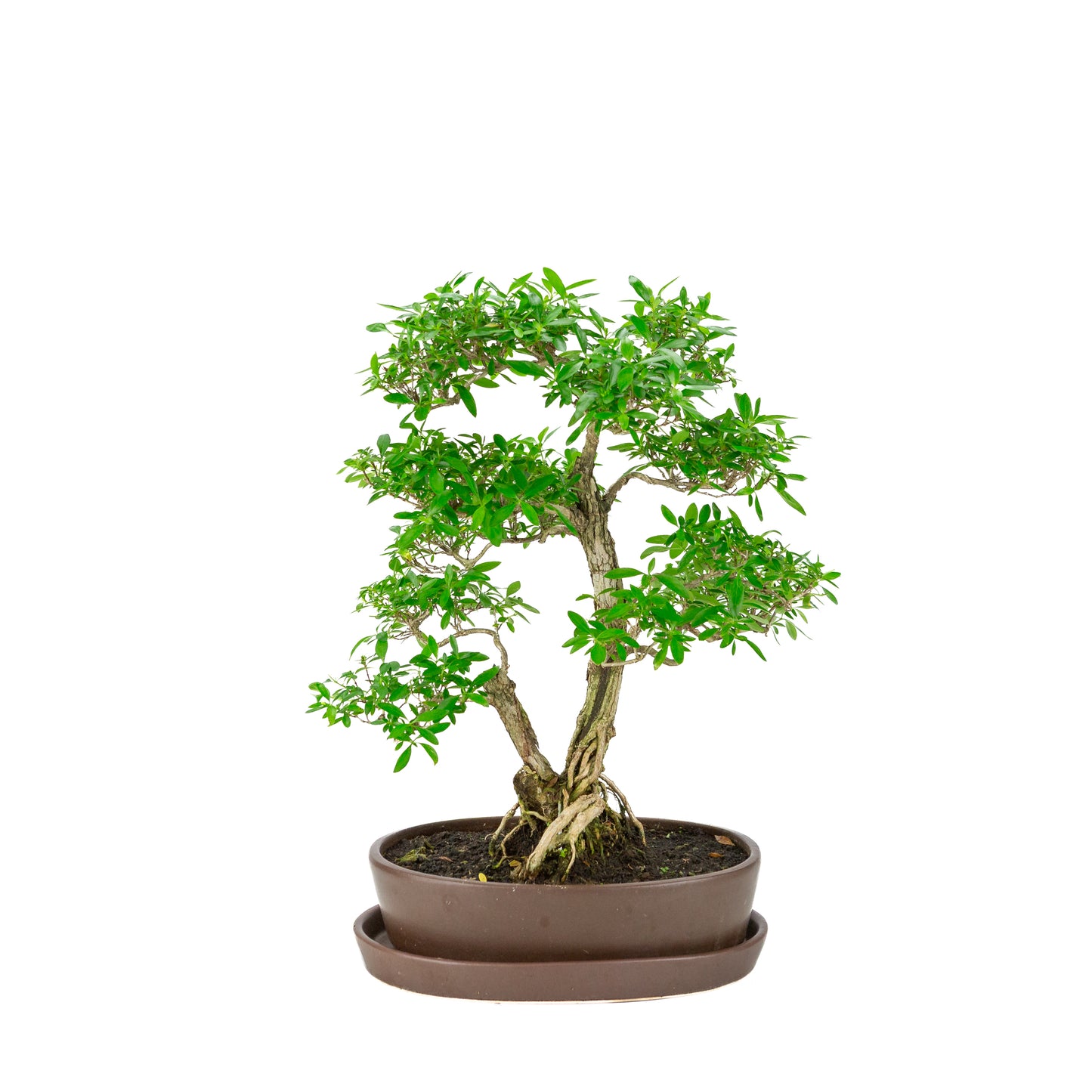 Serissa foetida (Boom van Duizend Sterren) Bonsai in bruine ovale pot, hoogte ~37cm