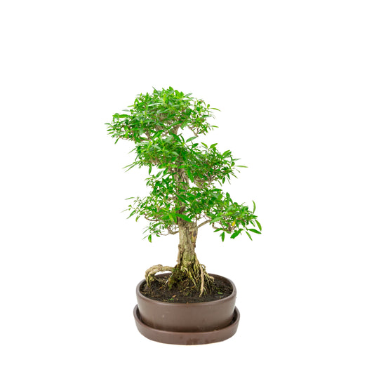 Bonsaï Serissa foetida (Arbre des mille étoiles) dans pot ovale marron, hauteur ~37cm