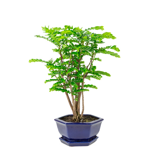 Phyllanthus buxifolius Bonsaï dans un pot hexagonal bleu, hauteur ~42cm