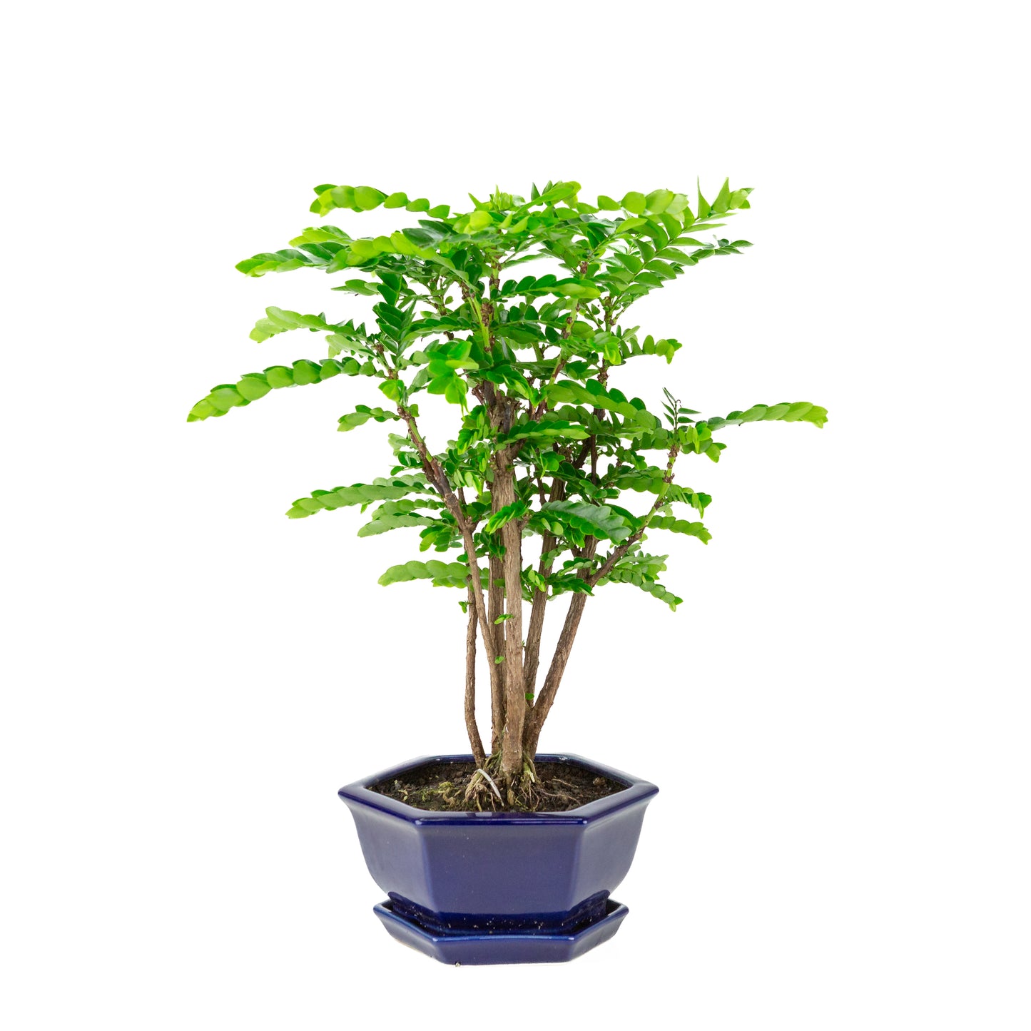 Phyllanthus buxifolius Bonsai in blauwe zeshoekige pot, hoogte ~42cm