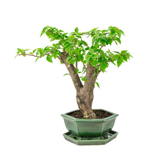 Bougainvillea glabra pot hexagonal vert, hauteur ~42cm