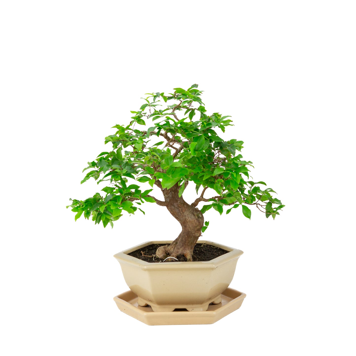 Syzigium Bonsai in crème zeshoekige pot, hoogte ~37cm