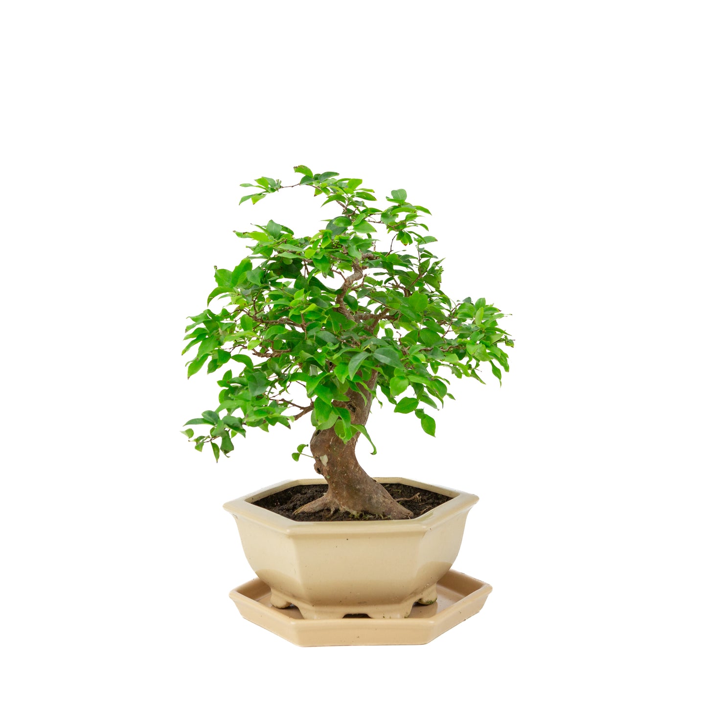 Syzigium Bonsai in crème zeshoekige pot, hoogte ~37cm