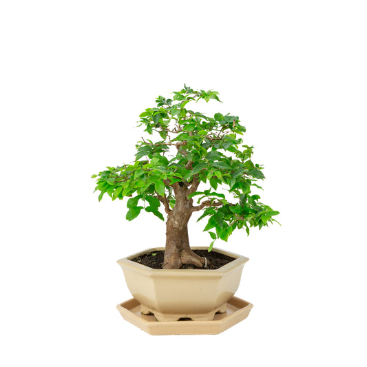 Syzigium caulifora (jambosier) Bonsaï dans un pot hexagonal crème, hauteur ~37cm