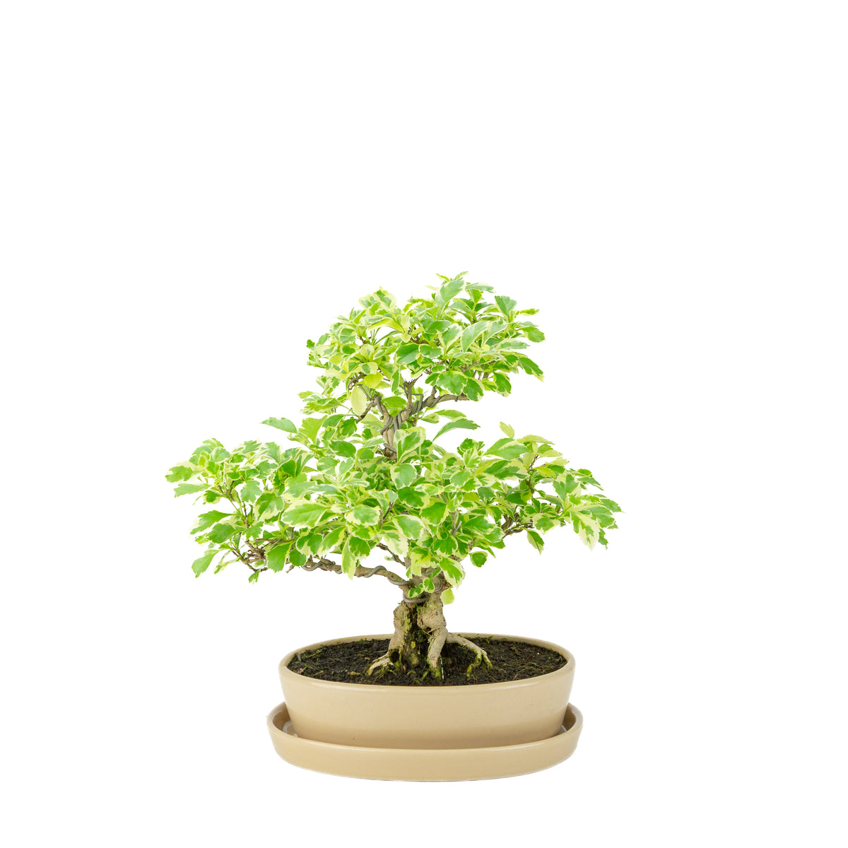 Durantha repens 'Variegata' Bonsai in crème ovale pot 21cm, hoogte ~33cm