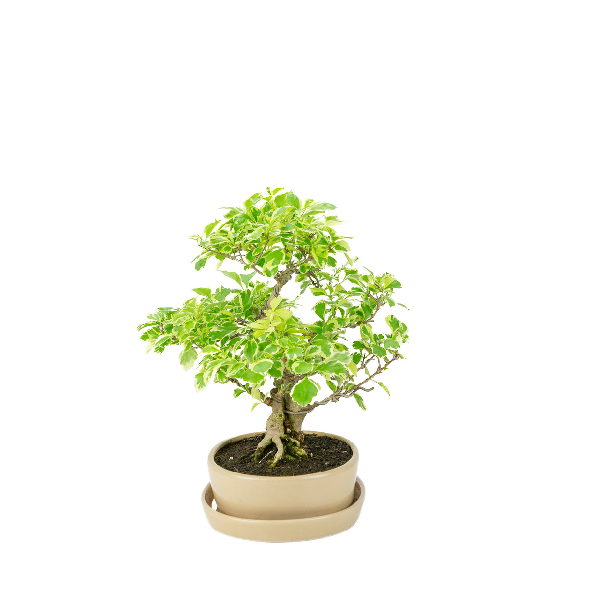 Durantha repens 'Variegata' Bonsai in crème ovale pot 21cm, hoogte ~33cm