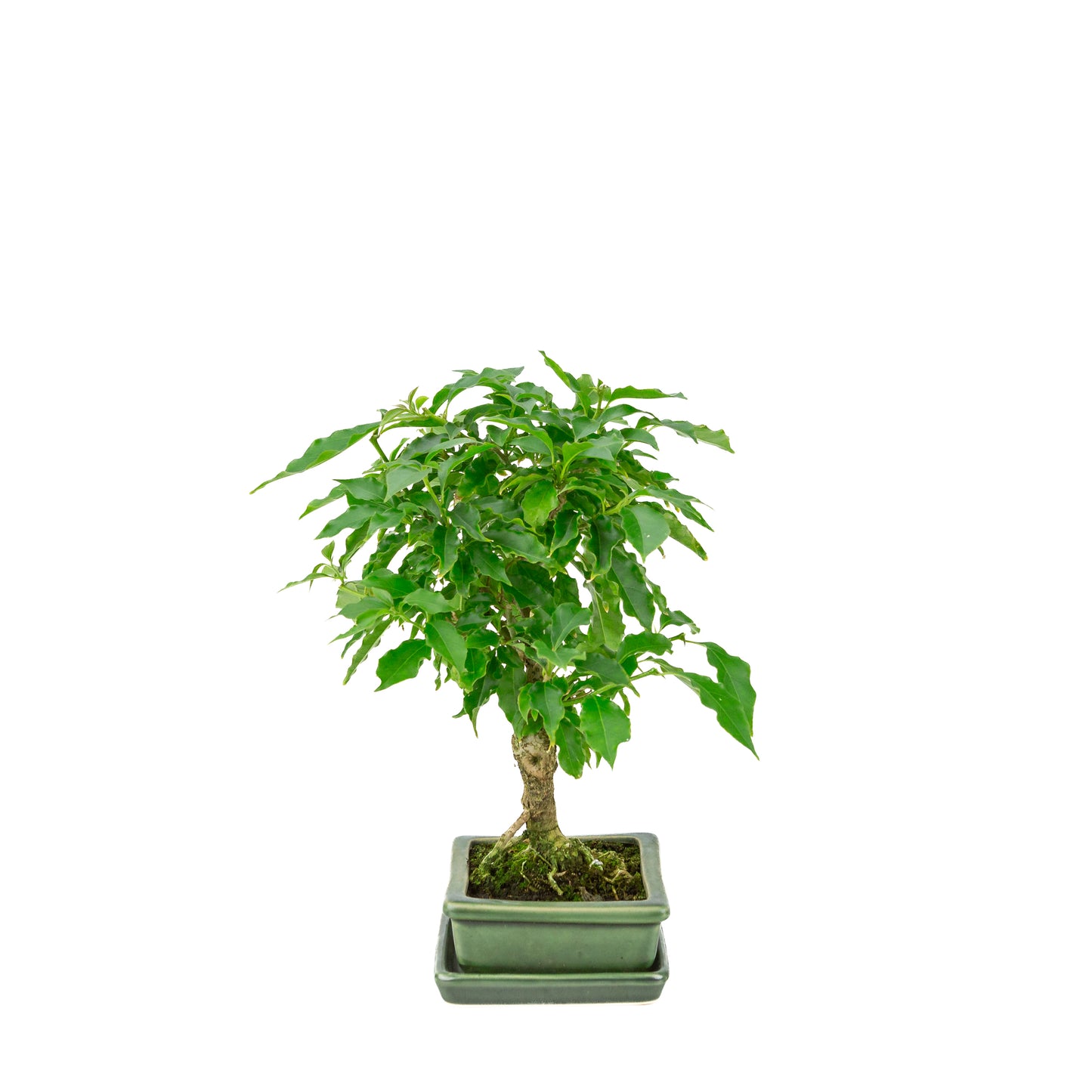 Bougainvillea glabra groene rechthoekige pot, hoogte ~33cm