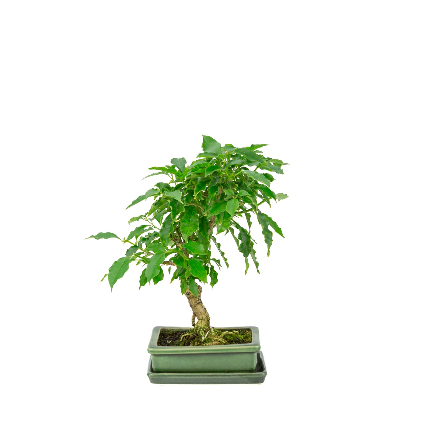 Bougainvillea glabra groene rechthoekige pot, hoogte ~33cm