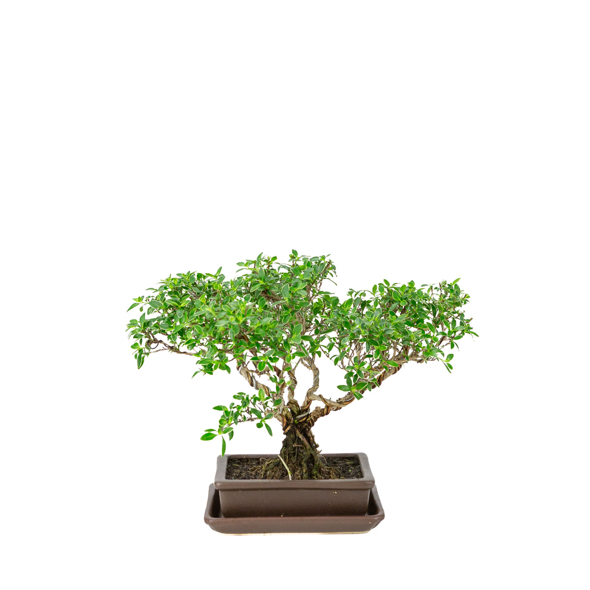 Serissa foetida (Boom van Duizend Sterren) Bonsai in bruine rechthoekige pot, hoogte ~26cm