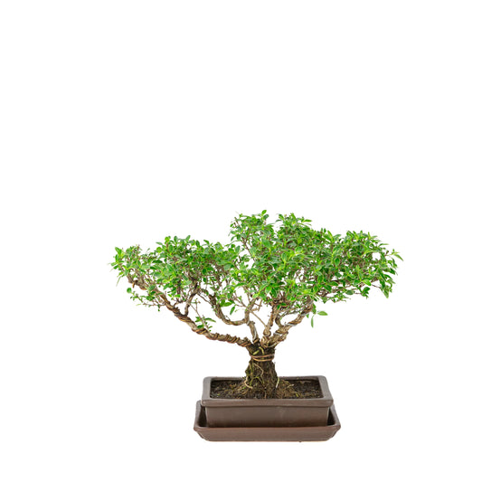 Bonsaï Serissa foetida (Arbre aux mille étoiles) en pot rectangulaire marron, hauteur ~26cm