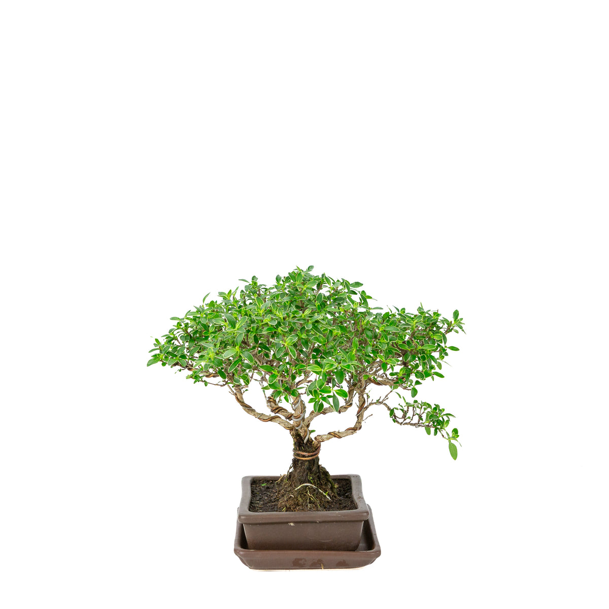 Serissa foetida (Boom van Duizend Sterren) Bonsai in bruine rechthoekige pot, hoogte ~26cm